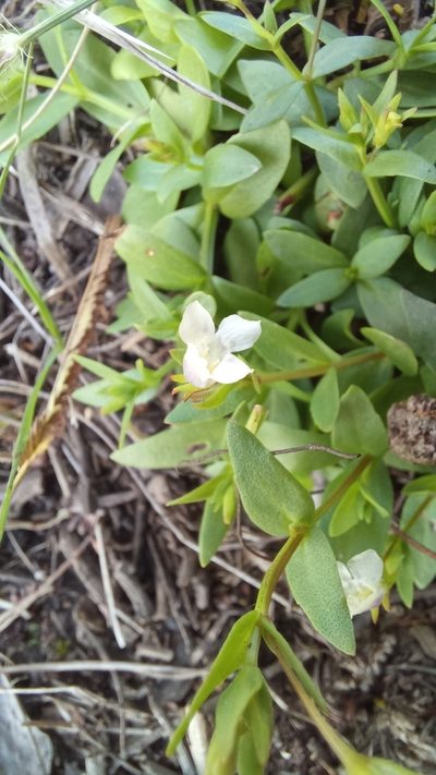 Lindernia parviflora, photographed by kevin koen