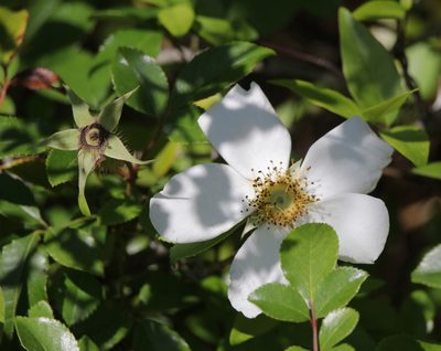 Rosa laevigata, photographed by Kim