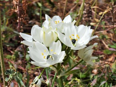 Melomphis arabica, photographed by amantedarmanin