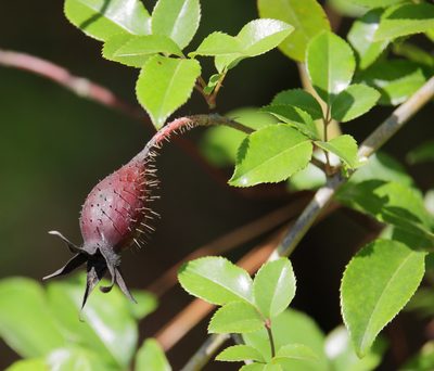 Rosa laevigata, photographed by Lauren McLaurin