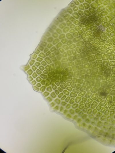 Diplophyllum apiculatum, photographed by Brandon Corder