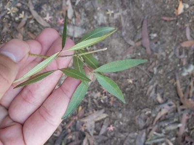 Ceratopetalum gummiferum, photographed by Tim
