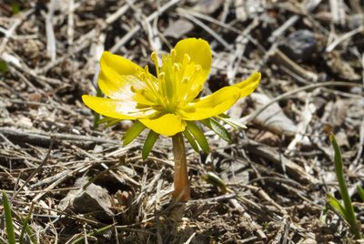 Eranthis cilicica, photographed by Kristof Zyskowski
