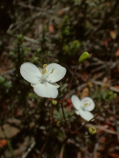 Libertia mooreae, photographed by Duncan Cunningham
