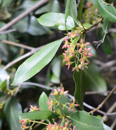 Ceratopetalum apetalum, photographed by ronavery