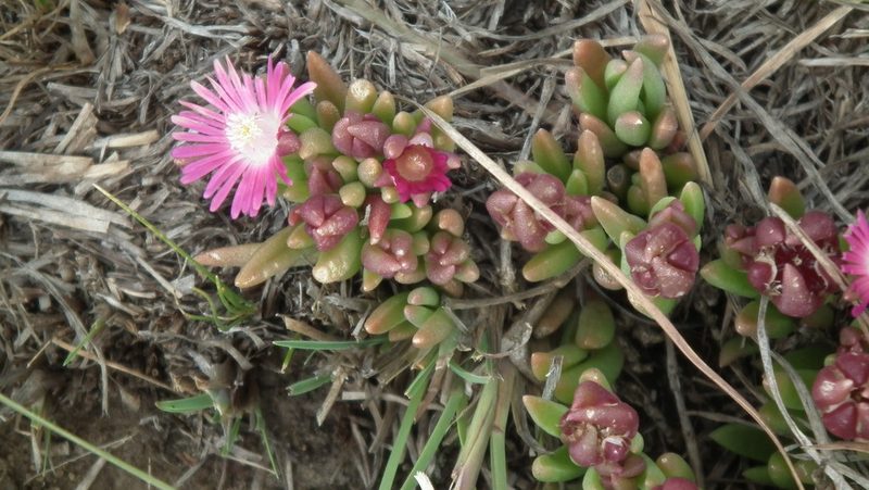 Delosperma grantiae, photographed by Shaun Swanepoel