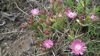 Delosperma grantiae, photographed by Shaun Swanepoel