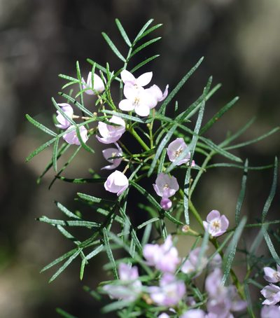 Boronia thujona, photographed by ronavery