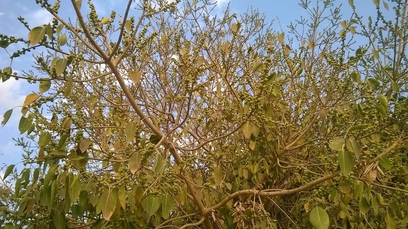 Ficus amplissima, photographed by Viral joshi