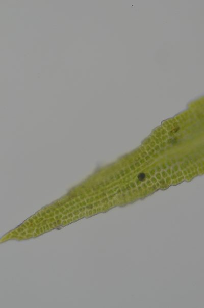 Amphidium californicum, photographed by Randal