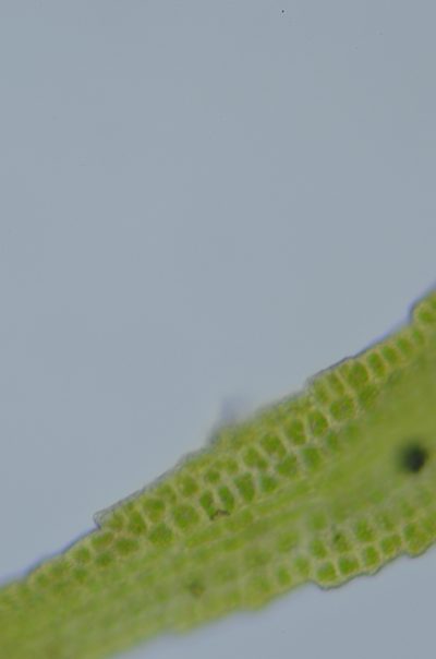 Amphidium californicum, photographed by Randal