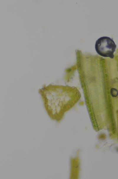 Amphidium californicum, photographed by Randal