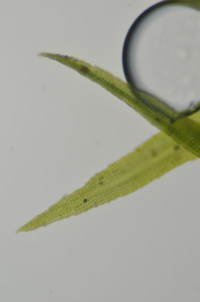 Amphidium californicum, photographed by Randal