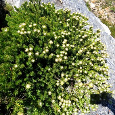 Leucadendron dregei, photographed by Di Turner