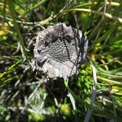 Protea montana, photographed by Di Turner