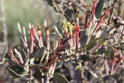 Tapinanthus oleifolius, photographed by Ricus Nel