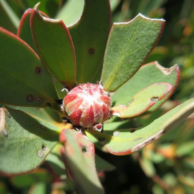 Protea venusta, photographed by Di Turner