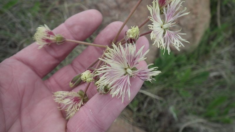 Pelargonium schizopetalum, photographed by Shaun Swanepoel
