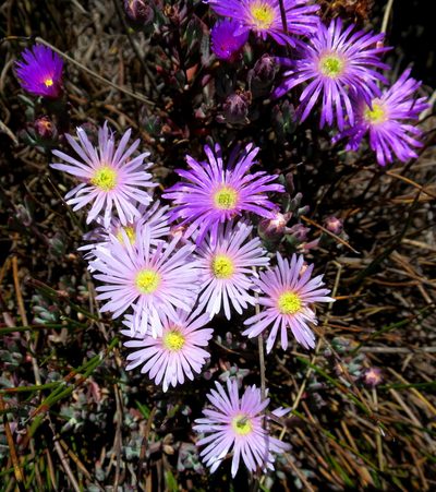 Lampranthus swartbergensis, photographed by Di Turner
