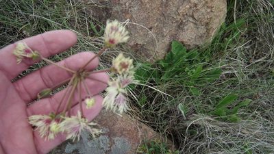 Pelargonium schizopetalum, photographed by Shaun Swanepoel