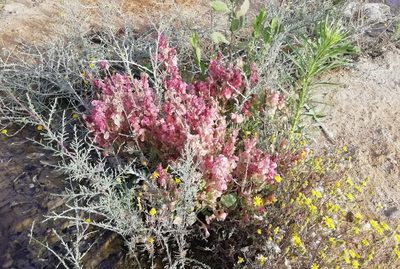 Rumex vesicarius, photographed by ajott