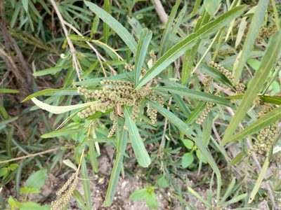 Homonoia riparia, photographed by Rongrong Angkaew