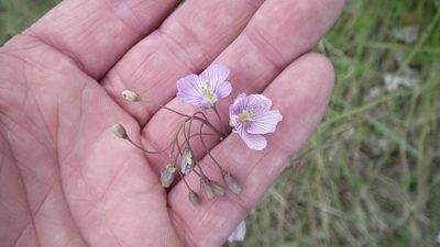 Heliophila rigidiuscula, photographed by Shaun Swanepoel