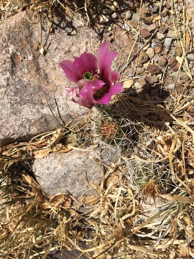 Echinocereus fendleri, photographed by Katie Halter