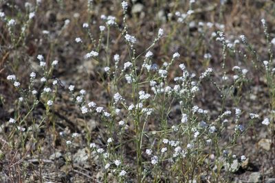 Cryptantha flaccida, photographed by Arvel Hernandez