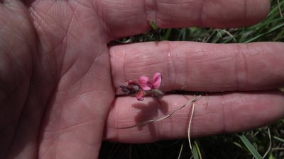 Indigofera mollis, photographed by Shaun Swanepoel