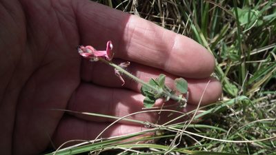Indigofera mollis, photographed by Shaun Swanepoel