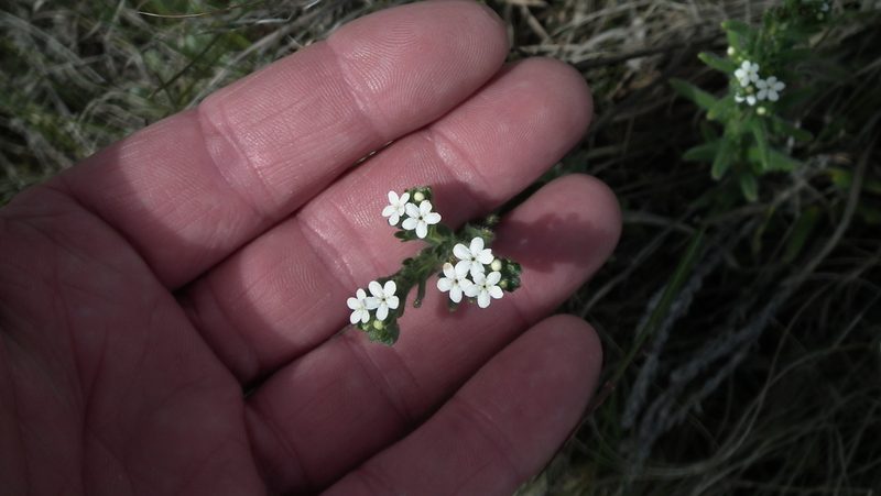 Lithospermum papillosum, photographed by Shaun Swanepoel