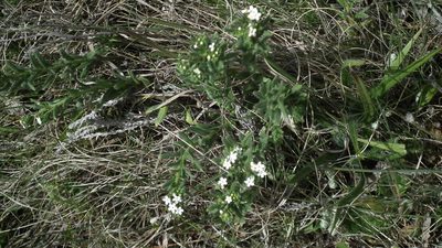 Lithospermum papillosum, photographed by Shaun Swanepoel