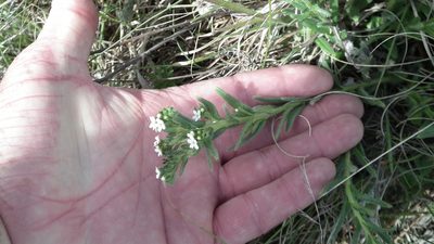 Lithospermum papillosum, photographed by Shaun Swanepoel