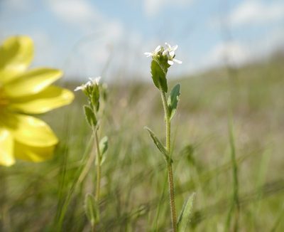 Arabis auriculata, photographed by Roman