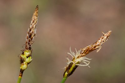 Carex oreocharis, photographed by Cecelia Alexander