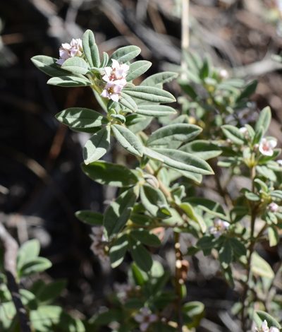 Zieria cytisoides, photographed by ronavery