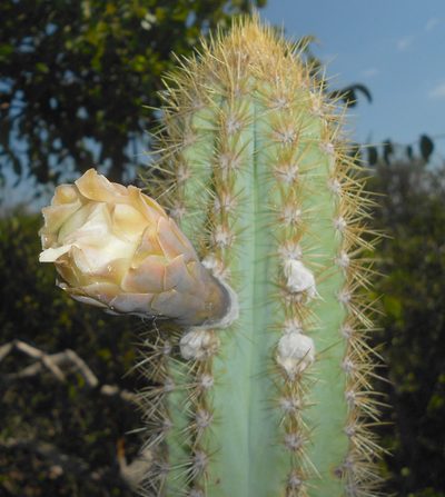 Pilosocereus millspaughii, photographed by J. L. Gómez-Hechavarría
