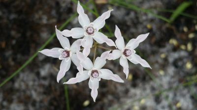 Asclepias feayi, photographed by Jay Horn