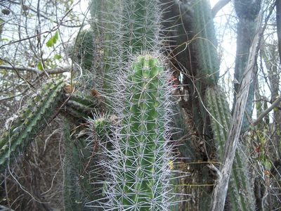 Stenocereus heptagonus, photographed by J. L. Gómez-Hechavarría