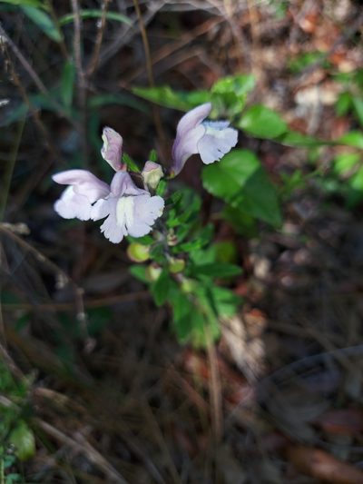 Scutellaria multiglandulosa, photographed by Athena Philips