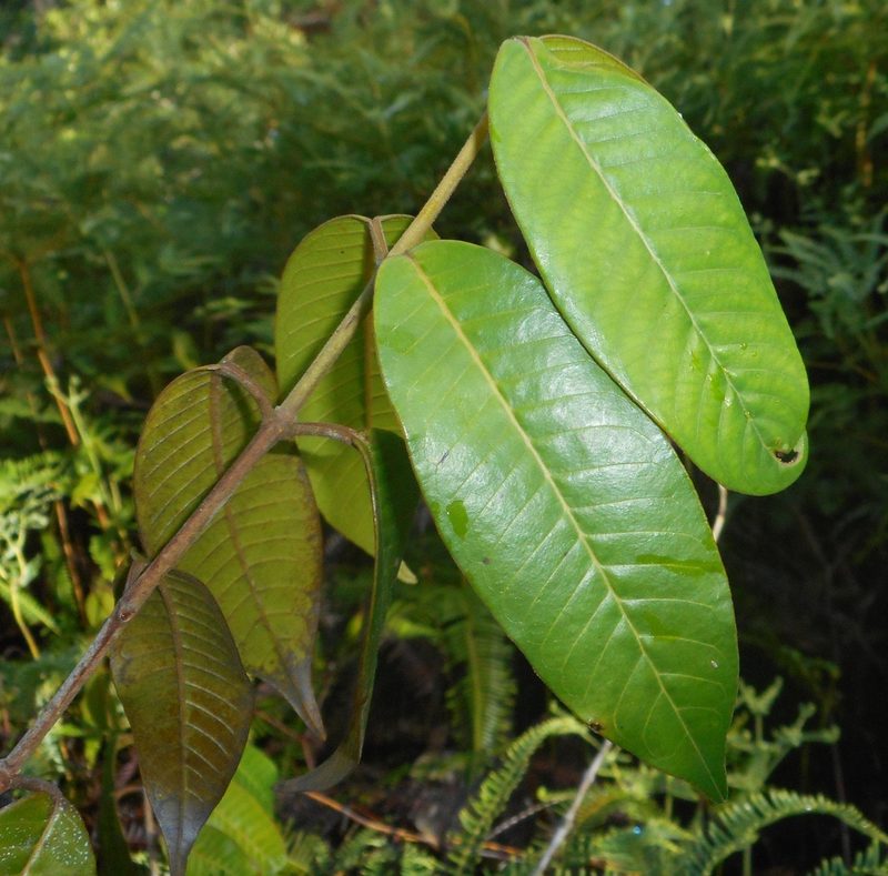 Marila dissitiflora, photographed by J. L. Gómez-Hechavarría