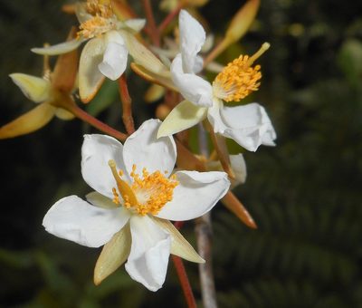 Marila dissitiflora, photographed by J. L. Gómez-Hechavarría