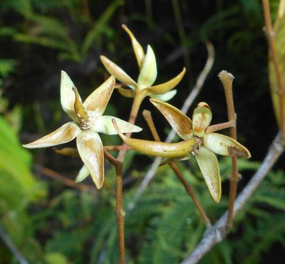 Marila dissitiflora, photographed by J. L. Gómez-Hechavarría