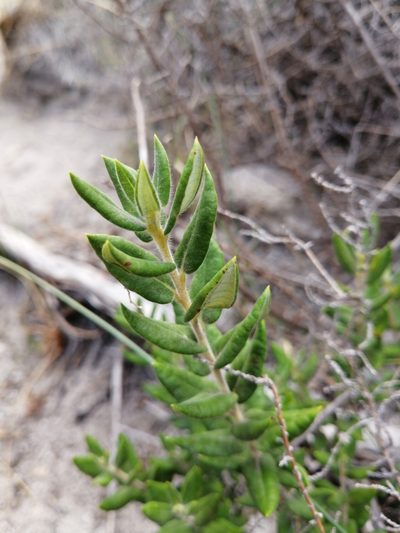 Phylica nervosa, photographed by Danie Palm