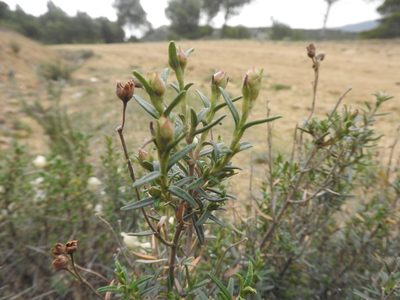 Cistus clusii, photographed by Abdenour Kheloufi