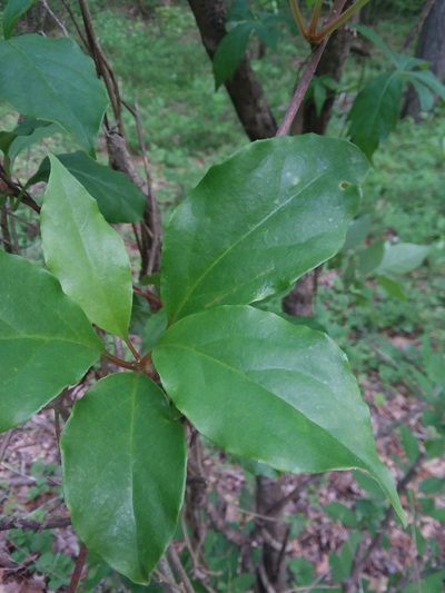 Schisandra glabra, photographed by Will McFarland