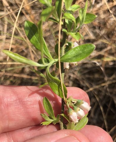 Vaccinium tenellum, photographed by Ken Kneidel