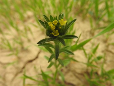 Neatostema apulum, photographed by Abdenour Kheloufi
