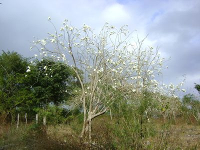 Ipomoea wolcottiana, photographed by Tereso Hernández Morales